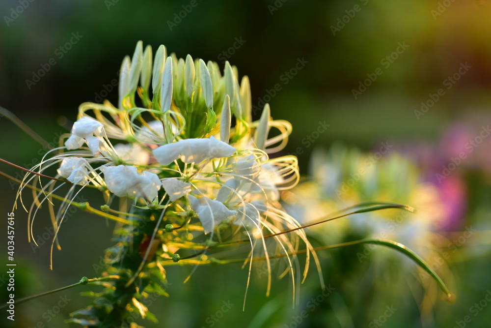 Colorful flowers in nature.flowers in the garden.Flower Blooming in the Suan Luang Rama IX Park. 