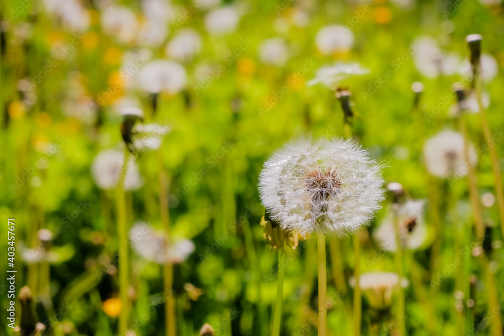 White dandelions on a green nature background.Dandelion Seed Head.Fluffy beautiful dandelions in field, meadow with flowers. Selective focus