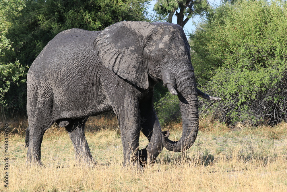Elephant Elephant