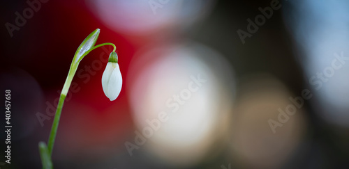Campanilla de invierno o galanto (galanthus nivalis) photo