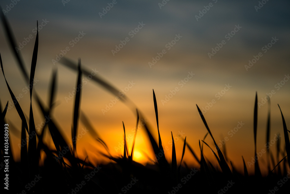 Photos of the sunset at the end of the day with the contour of grasses and plants in londrina, parana, brazil Photos of the sunset at the end of the day with the contour of grasses and plants in londrina, parana, brazil