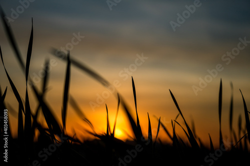 Photos of the sunset at the end of the day with the contour of grasses and plants in londrina, parana, brazil