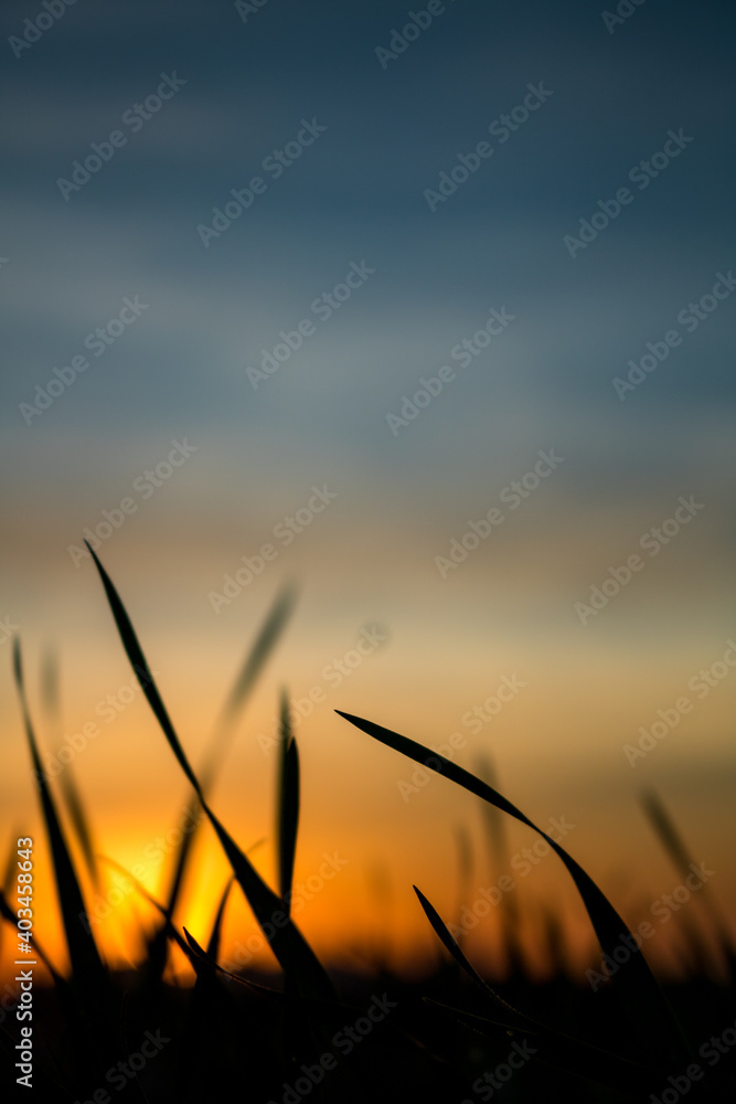 Photos of the sunset at the end of the day with the contour of grasses and plants in londrina, parana, brazil