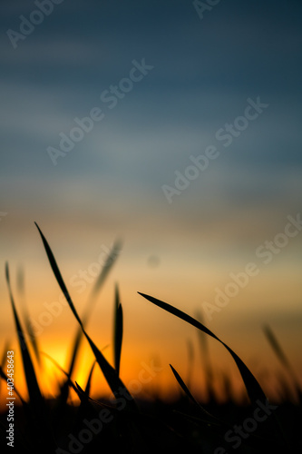 Photos of the sunset at the end of the day with the contour of grasses and plants in londrina  parana  brazil