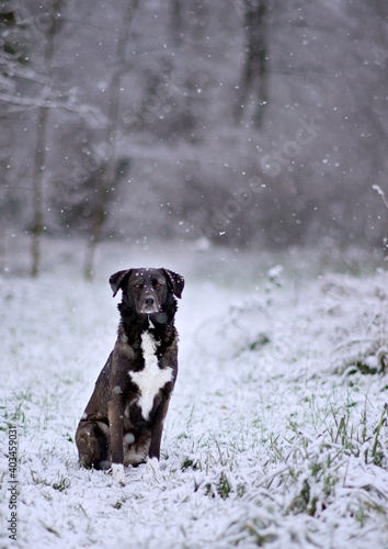 Portrait chien noir dans la neige - hiver jardin nature froid glacial