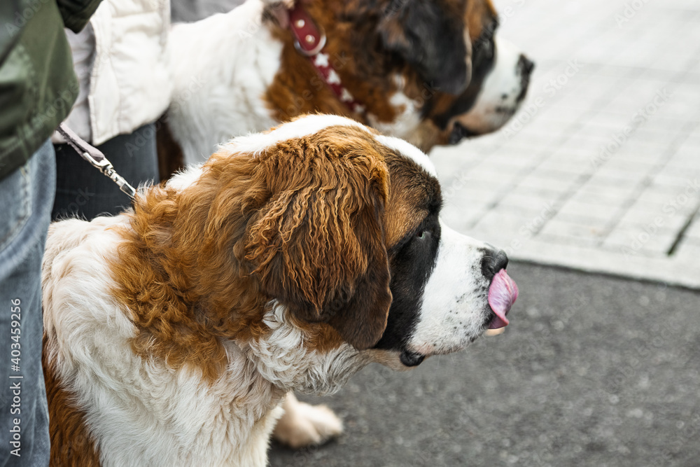 Two large Saint Bernard on a leash with the owner