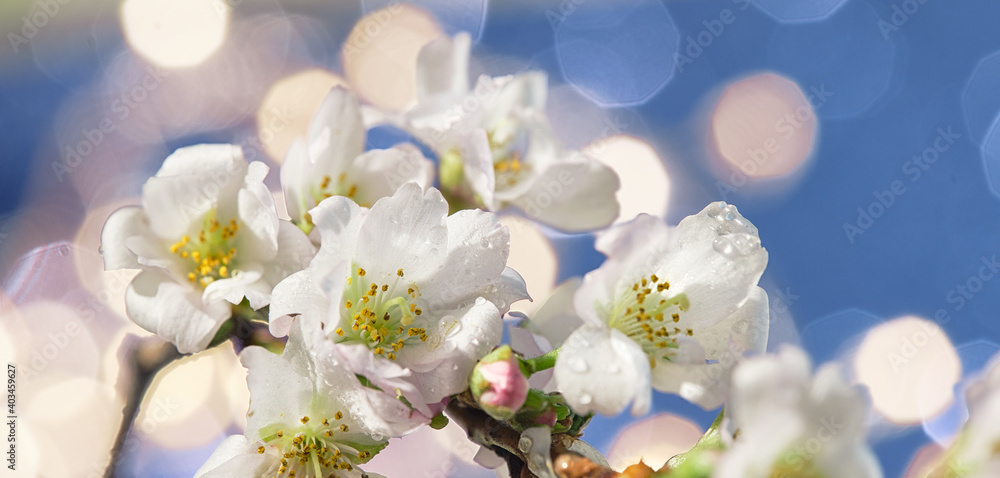 Prunus subhirtella, the winter-flowering cherry. Close-up on buds and flowers. Soft focus with light particles in bokeh. Prunus subhirtella, the winter-flowering cherry. Close-up on buds and flowers. Soft focus with light particles in bokeh.