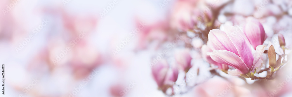 Pink blooming magnolia tree in springtime on pastel blurred background. Close-up with short depth of field and space for text.