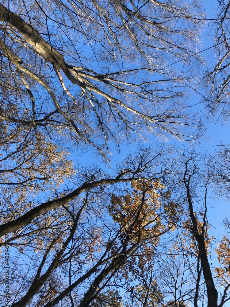trees and sky trees and sky