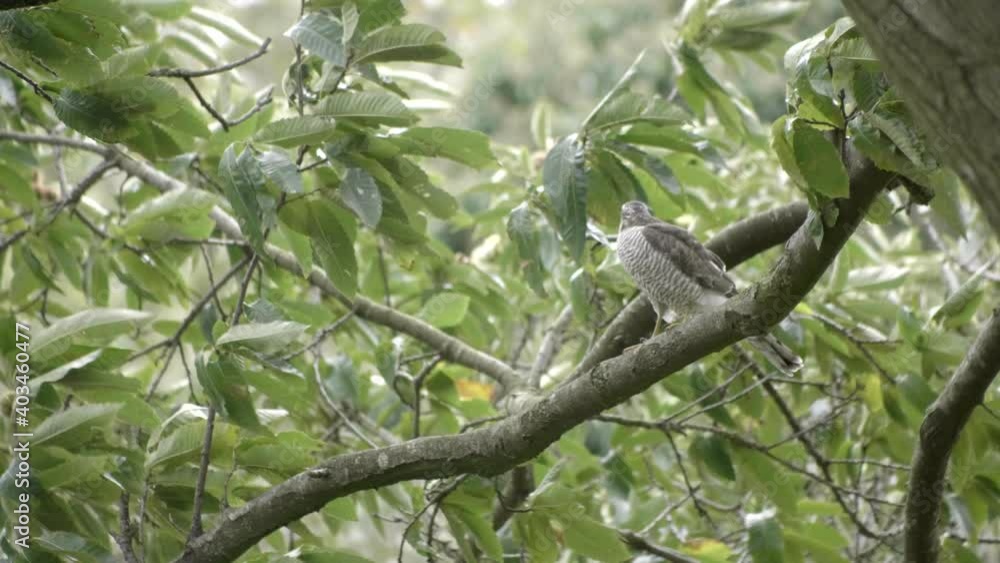 Beautiful white hawk on a tree branch. Slow motion 4K Beautiful white hawk on a tree branch. Slow motion 4K