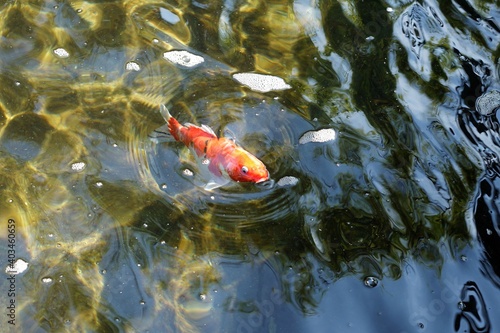 A stained fish was pop up over the water in the pond.