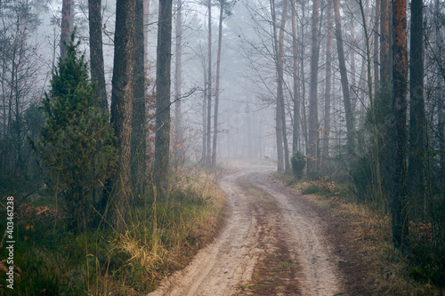 Fototapeta leśna jesienna ścieżka