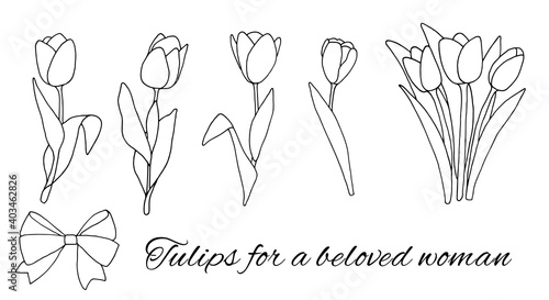 Set of delicate tulips in doodle style for cards, posters, gifts for beloved women