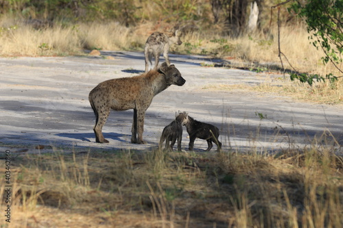 Fototapeta Naklejka Na Ścianę i Meble -  Hyena with young pups