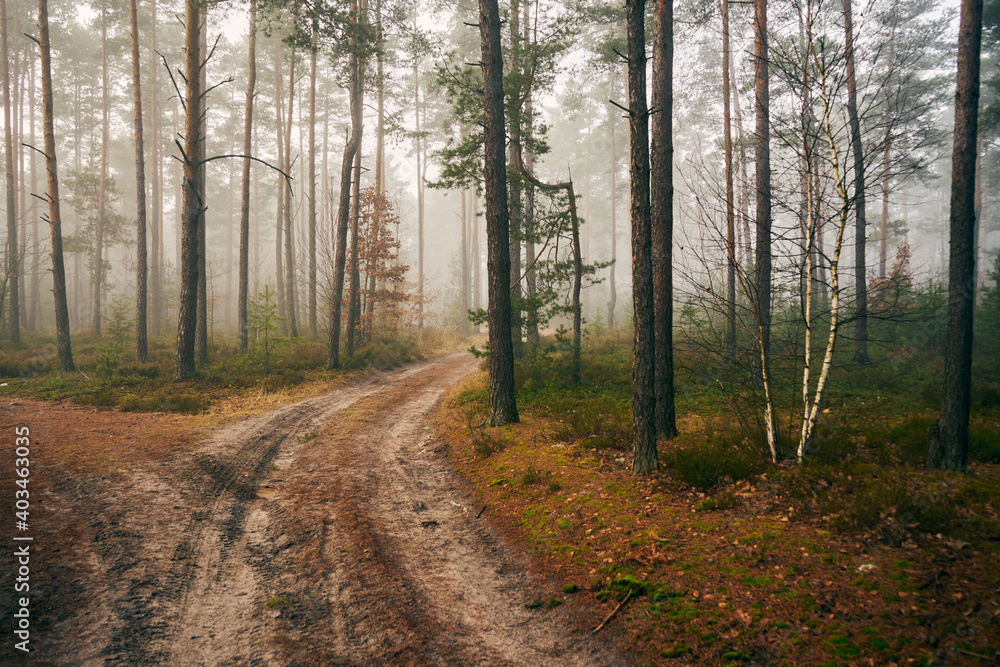 Fototapeta premium leśna jesienna ścieżka