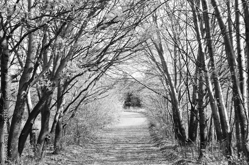 Wallpaper Mural Snowy Torontodigital.ca