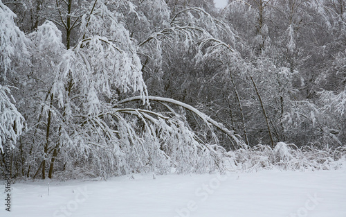 snowy winter in the park