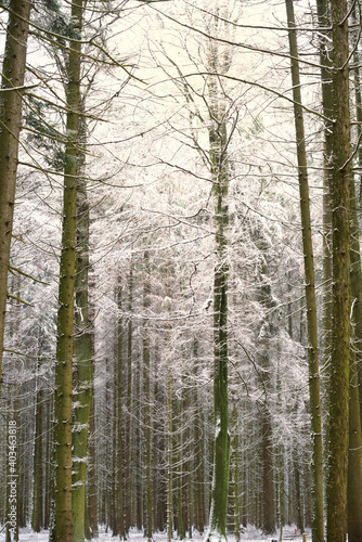 Winter forest with bare trees and tree trunks in vertical format and branches covered with snow, through which a bit of sun shines