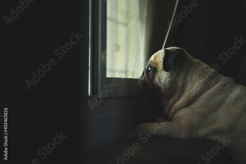 Cute little pug dog looking out a window with evening light illuminating his face. Feeling sad and missing owner