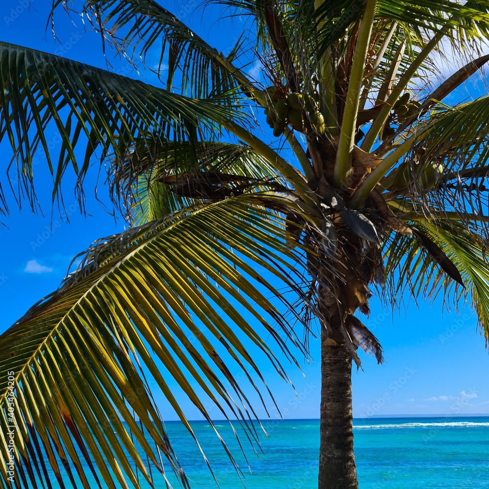 Naklejka premium coconut tree