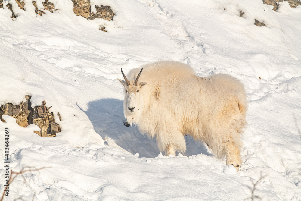 Naklejka premium One, single isolated mountain goat on a rock face, cliffside in northern Canada, Yukon Territory during winter time season with snow on landscape, surrounded by trees. 