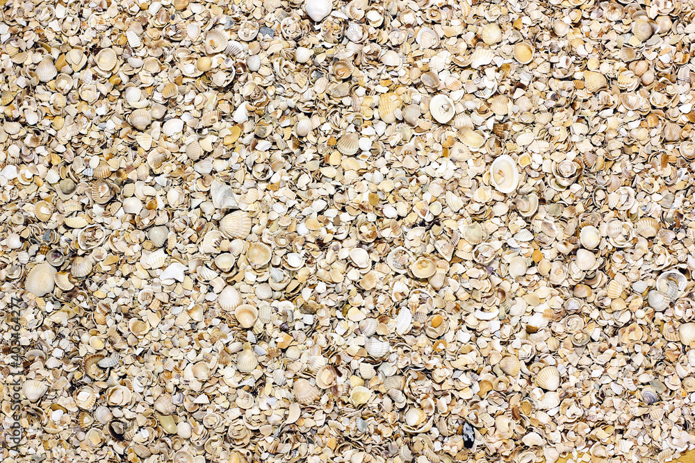 Background from small seashells. Summer. Relax on the beach. Summer background Background from small seashells. Summer. Relax on the beach. Summer background