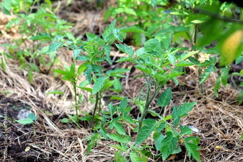 Green young bushes of tomatoes in the stage of growth before flowers ovary in spring selective focus.