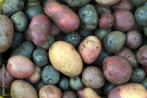 Multicolored potatoes close up selective focus, harvest of potatoes.