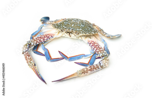 blue crab fresh from sea on white background 