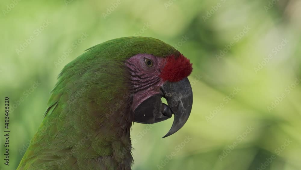 Side close-up of face of colorful red-fronted macaw moving its tongue