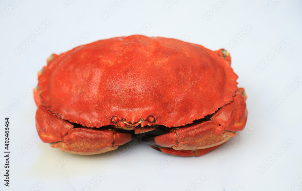 red stone crab on white background for editing red stone crab on white background for editing
