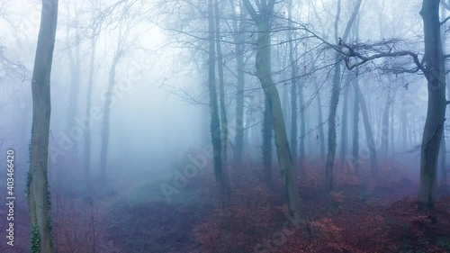 Wallpaper Mural Aerial drone video of woods in misty foggy weather conditions with autumn trees in mysterious woodlands in mist and fog, spooky haunted mood, beautiful nature landscape scenery in England, UK Torontodigital.ca