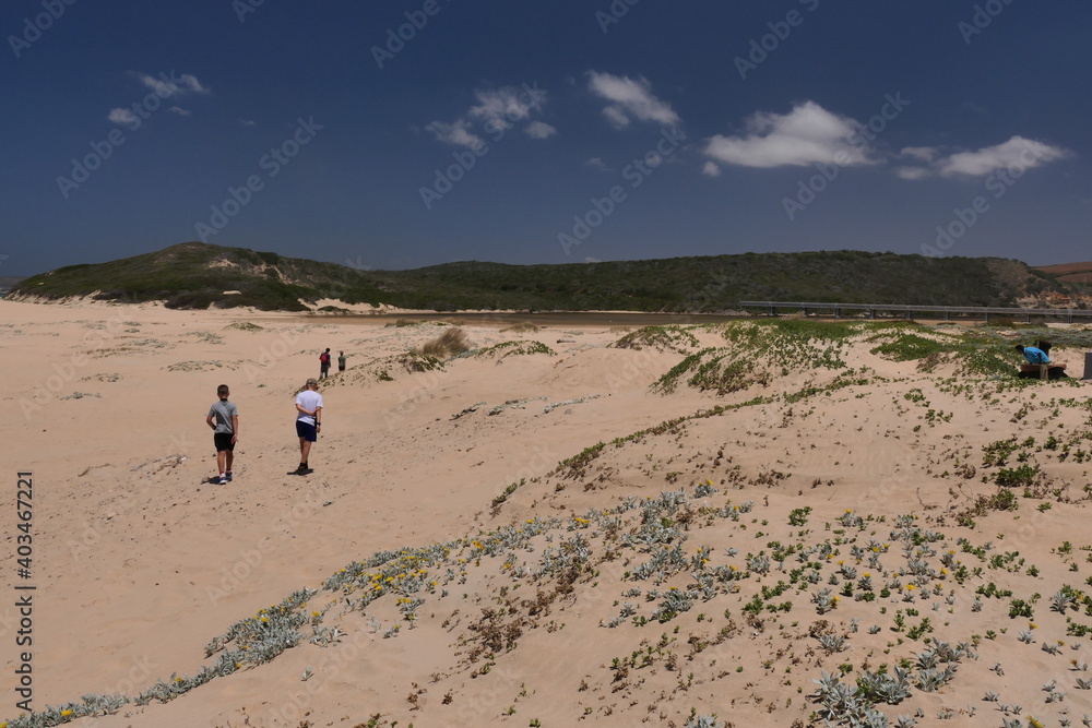 Strandaster, Arctotheca populifolia. Diese Pflanze ist eine Pionierart sandiger Küstenlebensraumtypen wie Dünen. Wilderness, Südafrika Strandaster, Arctotheca populifolia. Diese Pflanze ist eine Pionierart sandiger Küstenlebensraumtypen wie Dünen. Wilderness, Südafrika