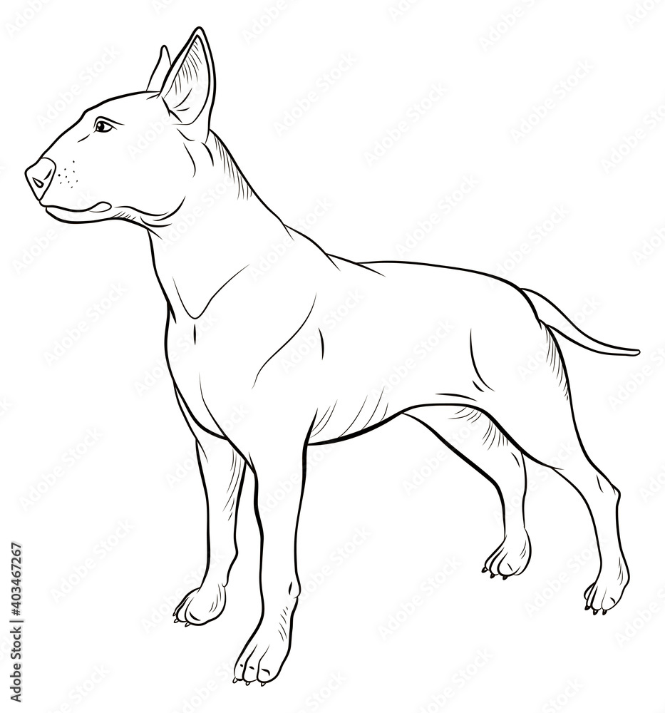 Animals, our faithful friends. Black and white image of a dog, coloring book for children.