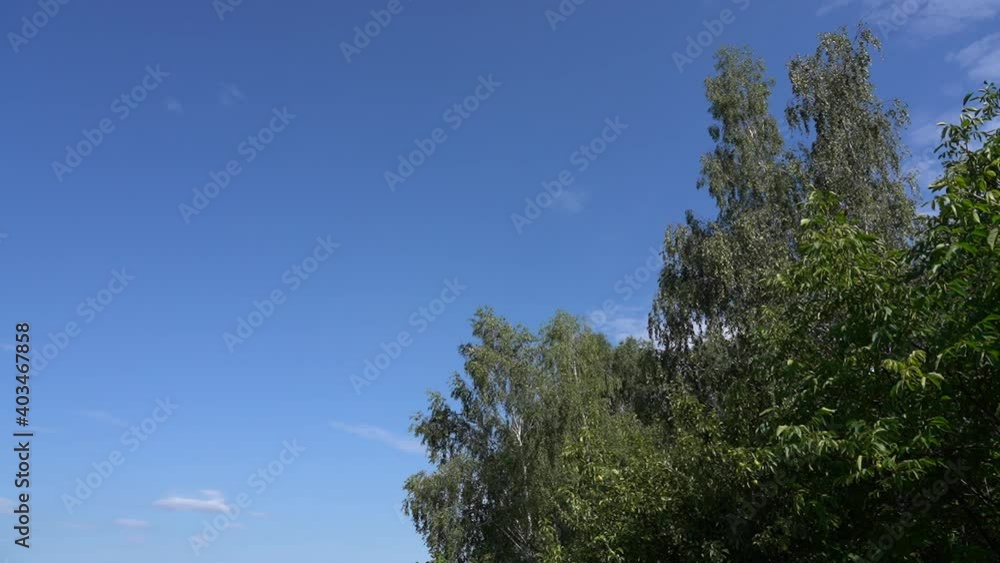 Beautiful sunny clear blue sky with soft fluffy white clouds flying calmly in heaven. Green summer trees isolated on sky background. Video time lapse Beautiful sunny clear blue sky with soft fluffy white clouds flying calmly in heaven. Green summer trees isolated on sky background. Video time lapse