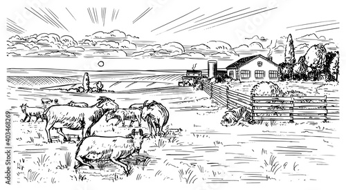 Rural meadow. A village landscape with sheep, hills and a farm. Sunny scenic country view. Hand drawn engraved sketch. Vintage rustic banner for wooden sign or badge or label.
