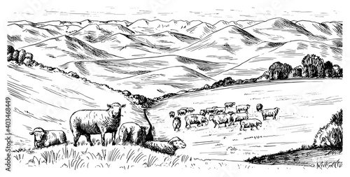 Rural meadow. A village landscape with sheep, hills and a farm. Sunny scenic country view. Hand drawn engraved sketch. Vintage rustic banner for wooden sign or badge or label.