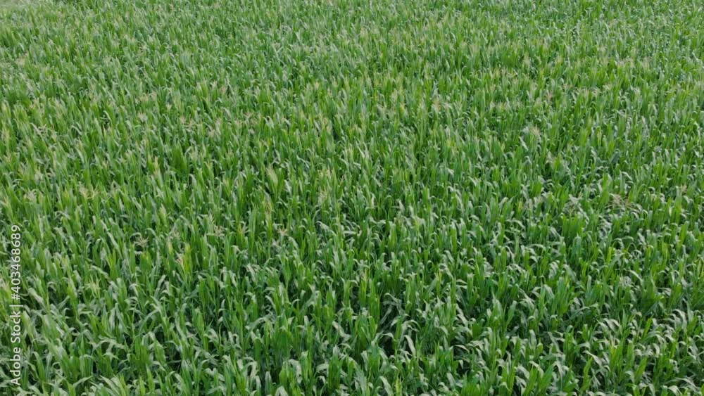 Panoramic view of a large corn field from a quadcopter Panoramic view of a large corn field from a quadcopter