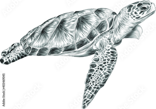 Fotografia sea turtle black white sketch vector illustration