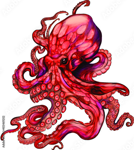 octopus red sea reptile vector illustration