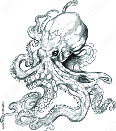 octopus sea black white sketch  vector illustration
