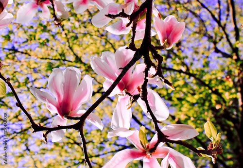 Magnolia flower blooming on the tree