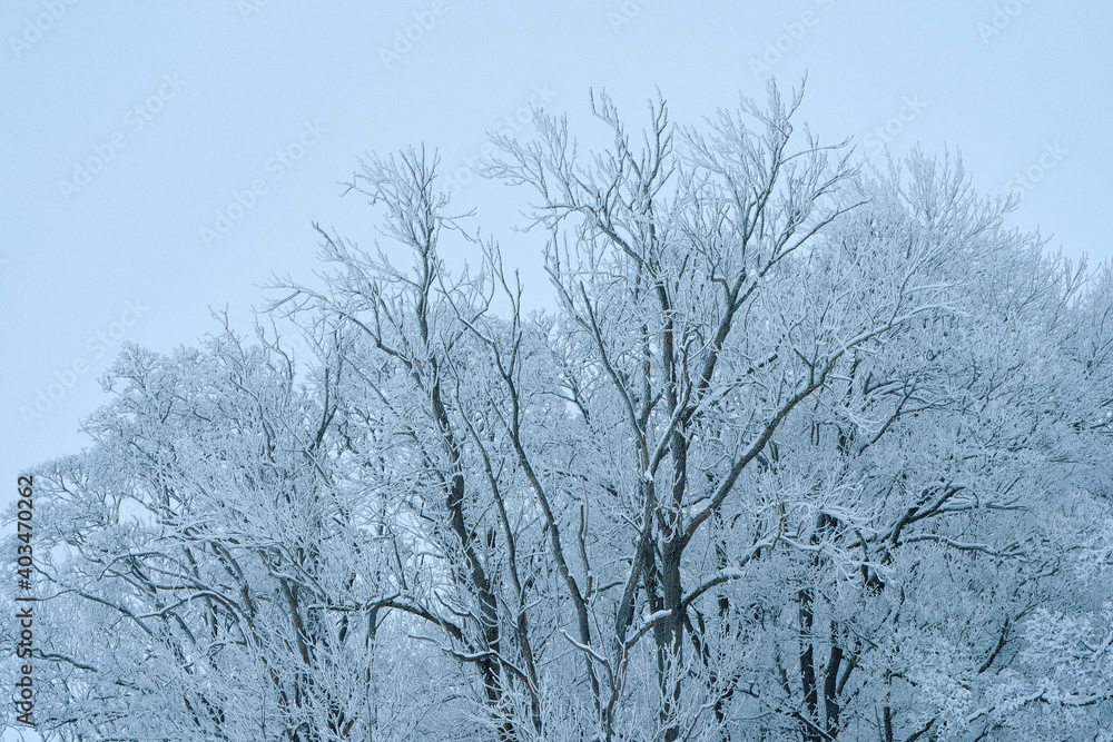 snow covered tree