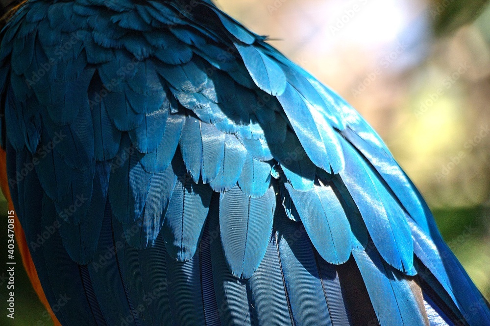 Obraz premium Plumas