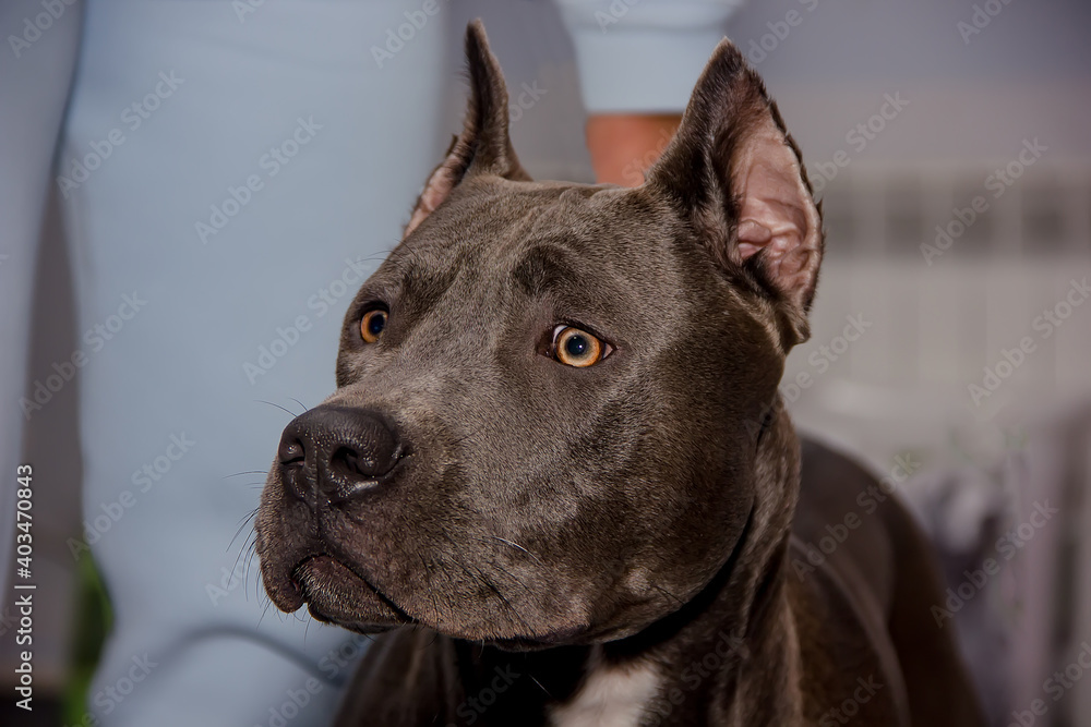 American Pit Bull Terrier with an expressive look.