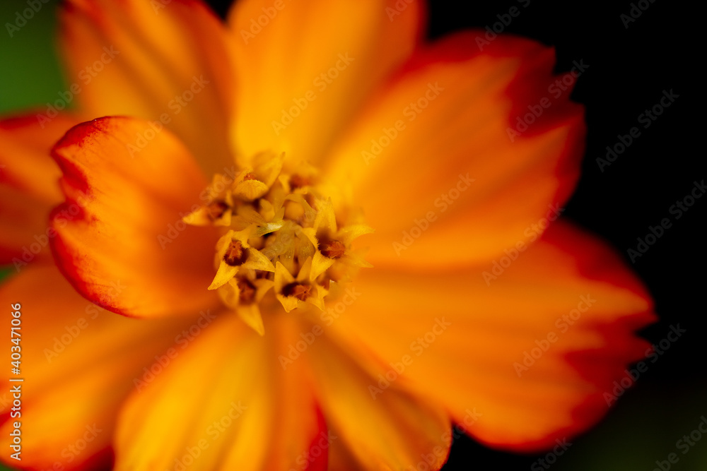 Selective focus Macro image of a cosmos flower Selective focus Macro image of a cosmos flower
