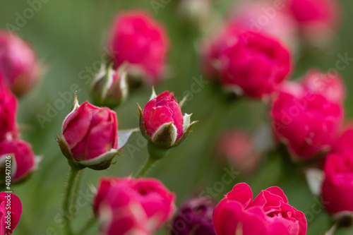 A selective focus macro image of red rose buds and green leaves with dark background