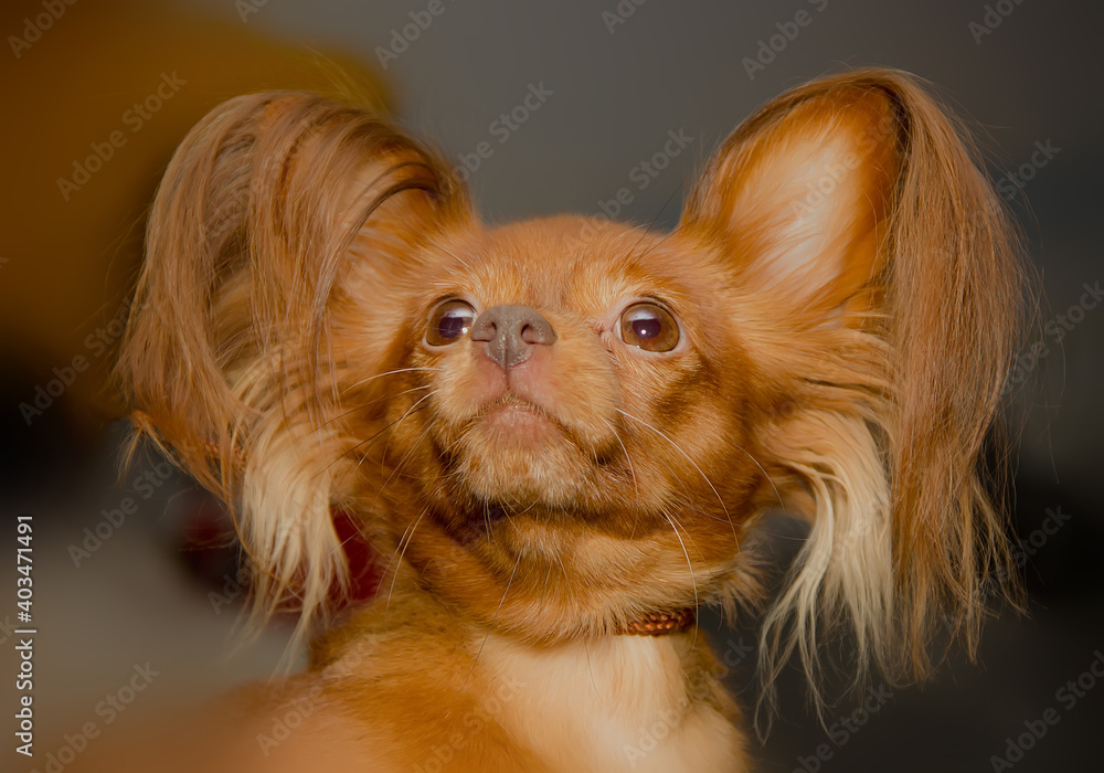 Naklejka premium Chihuahua dog with an expressive look.