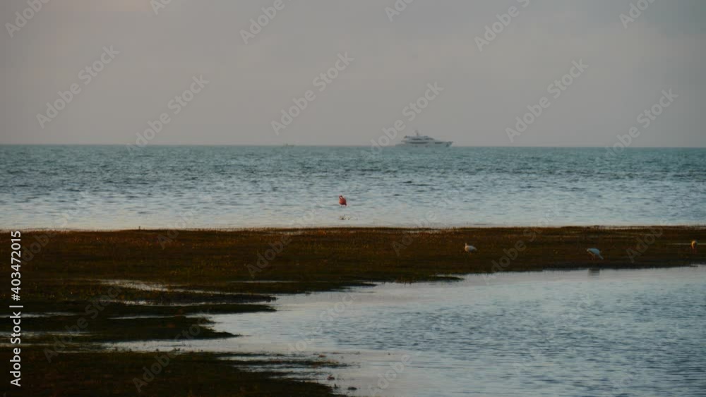A single flamingo hunting the coastline in the Florida Keys while a yacht passes in the distance. A rare sighting for the Florida coast. A single flamingo hunting the coastline in the Florida Keys while a yacht passes in the distance. A rare sighting for the Florida coast.
