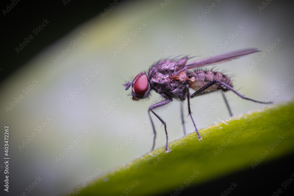 Eine Fliege auf einem Blatt Eine Fliege auf einem Blatt